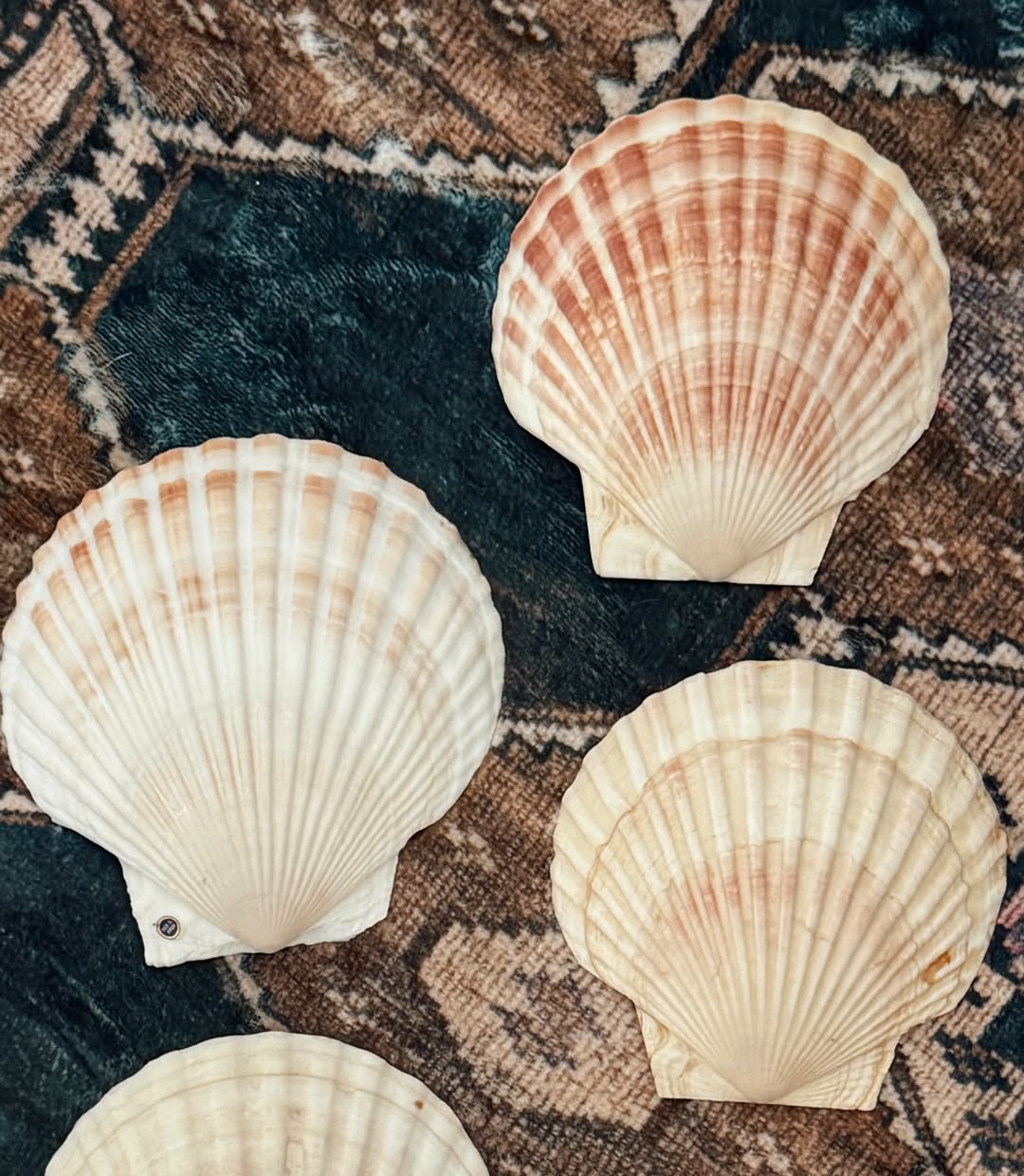 Natural Scallop Shells (Set of 5)