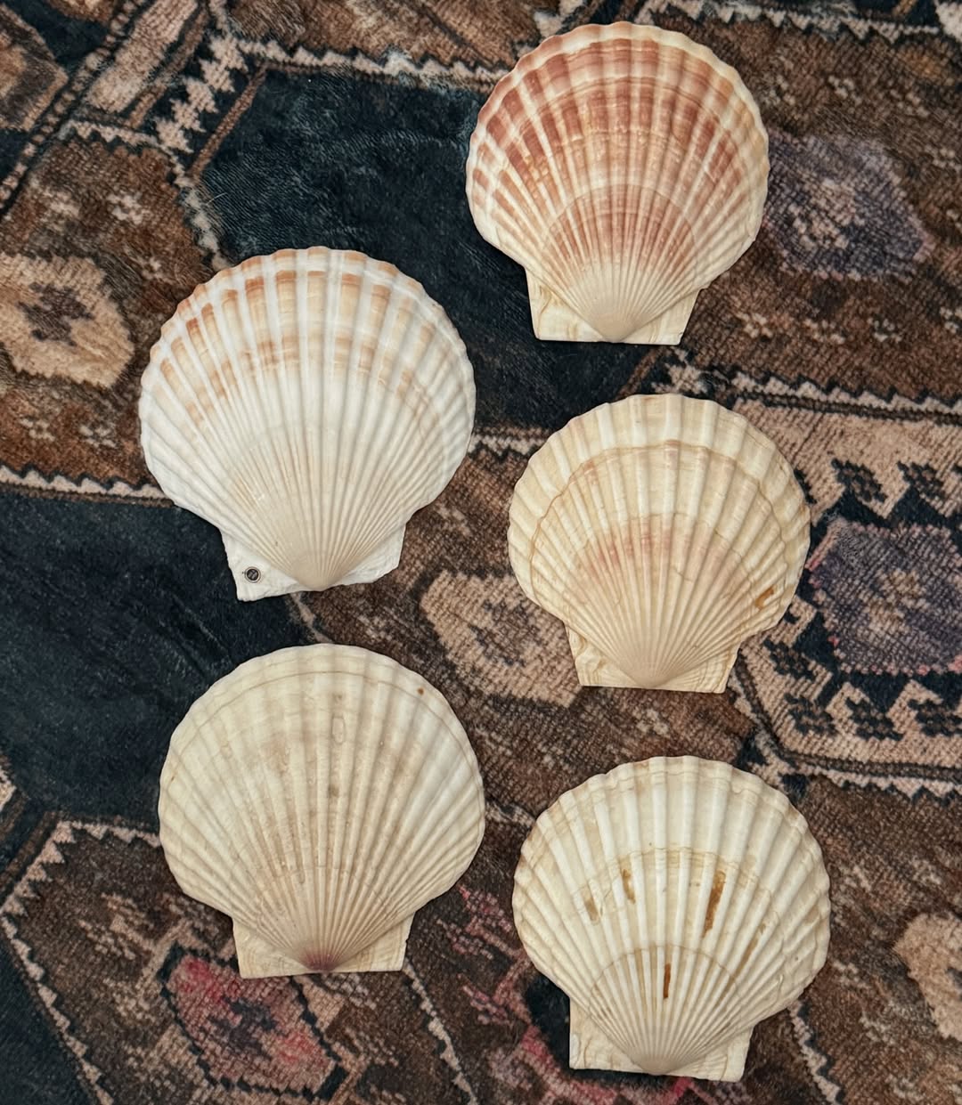 Natural Scallop Shells (Set of 5)