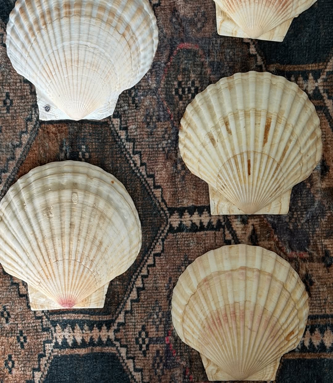 Natural Scallop Shells (Set of 5)