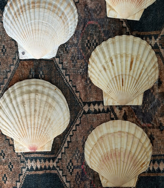 Natural Scallop Shells (Set of 5)